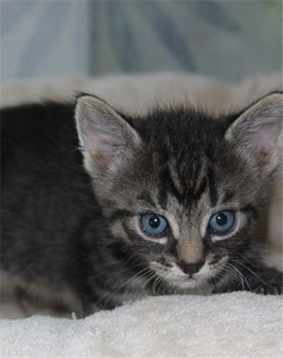Eins von fünf Katzenbabys, dass nach einem Namen sucht. privat