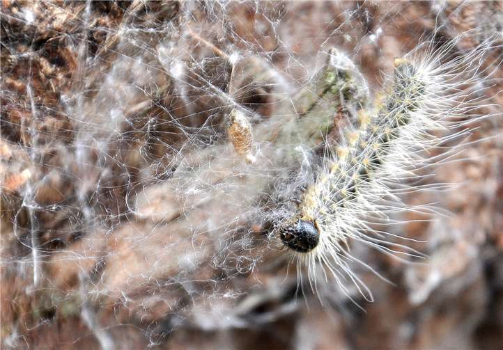 Einzelner Eichenprozessionsspinner am Stamm einer Eiche.Foto: Landesforsten.RLP.de / Marco Utsch