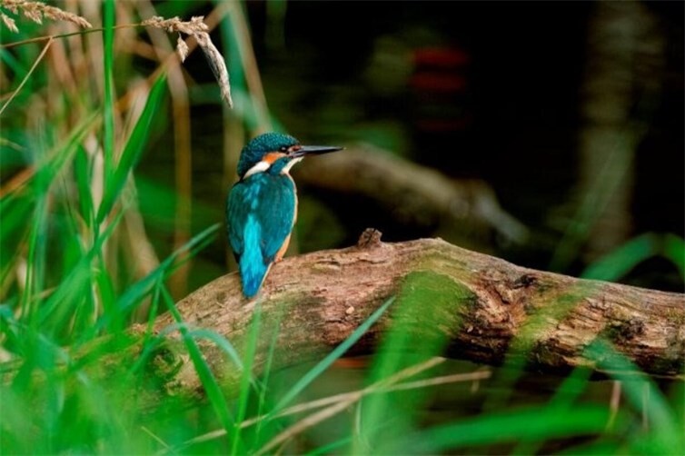 Eisvogel