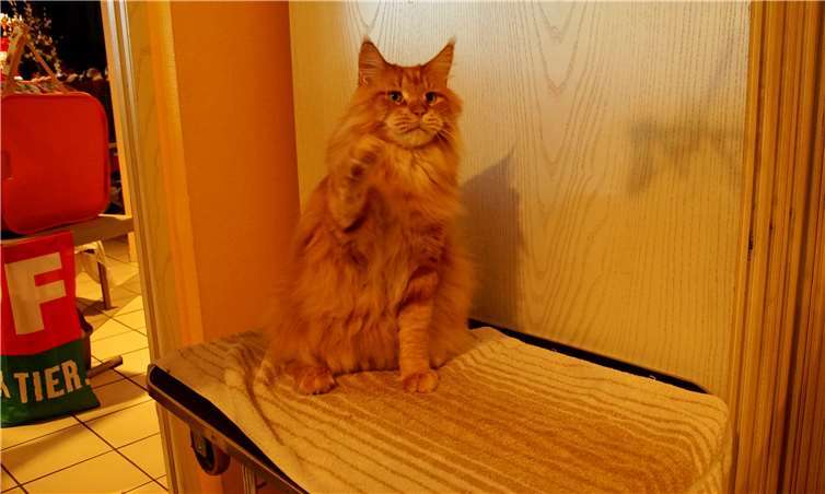 Elf Kilo bringt Joshi, eine Main Coone, auf die Waage.