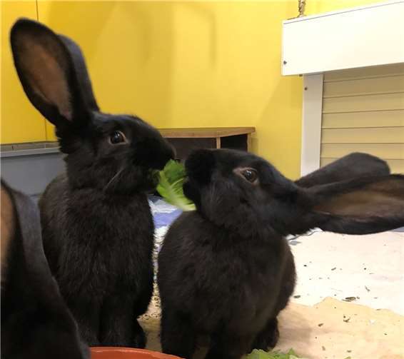 Elfriede und Hertha.