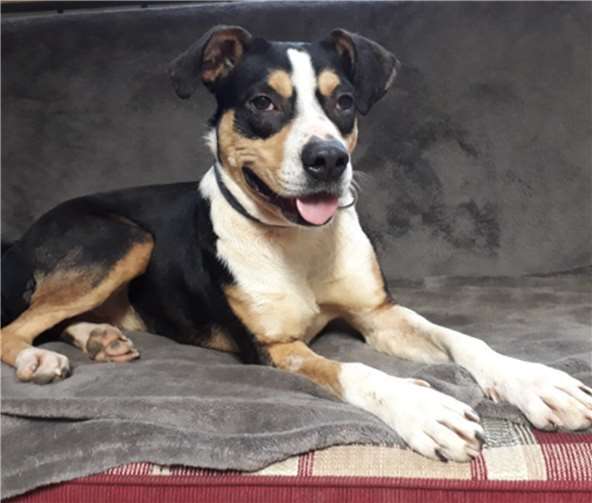 Elin ist verträglich, jedoch leider als sogenannter „Listenhund“ eingestuft.  privat