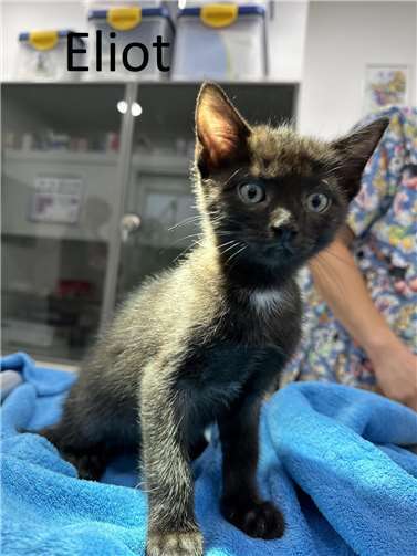 Eliot