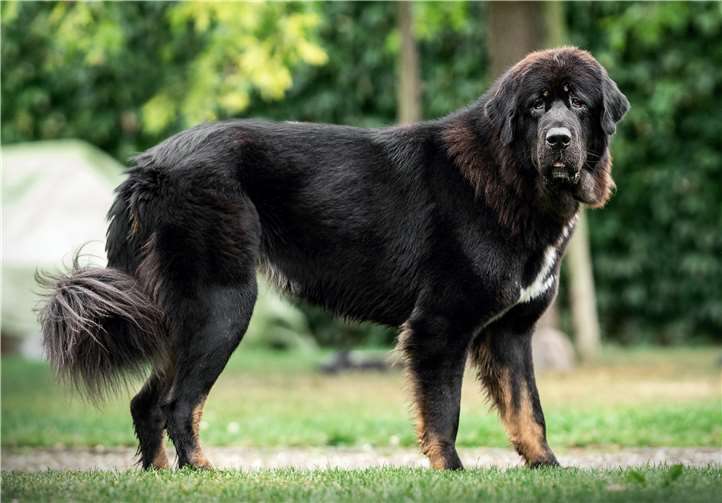 Elisha kann problemlos stundenweise alleine Zuhause bleiben. Foto: Tierheim Andernach