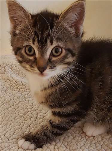 Ella ist eine der Kitten, die auf ein Zuhause wartet. Fotos: Katzenschutzfreunde