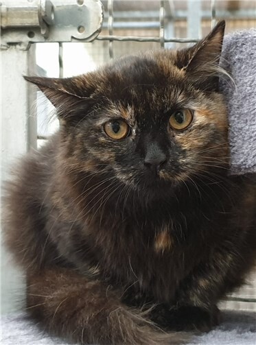 Ella ist noch sehr jung und deswegen ein bisschen schüchtern. Foto: privat