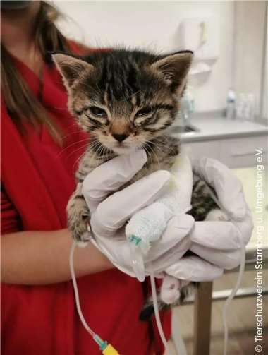 „Elli“, das Kitten einer Straßenkatze, verstarb trotz der Bemühungen von Tierschützern an einer Lungenentzündung. Foto: Tierschutzverein Starnberg u. Umgebung e.V.