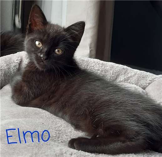 Elmo.  Fotos:privat