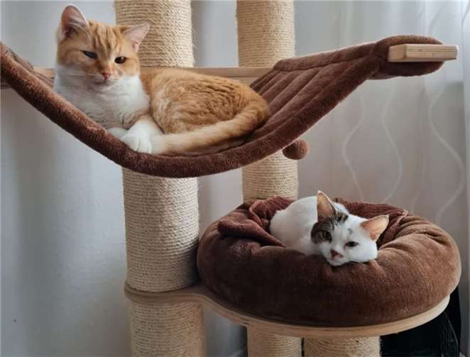 Elmo und Frodo. Fotos: privat