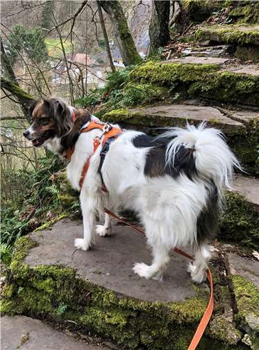 Elsa hilft fleißig mit bei der Suche nach Molly.