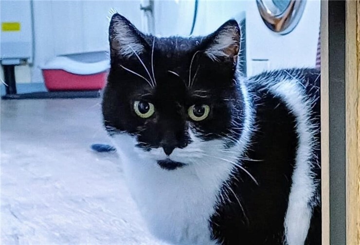 Elvie ist ein scheues Kätzchen und hat vermutlich große Angst. Foto: privat 