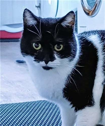 Elvie sucht Familienanschluss.