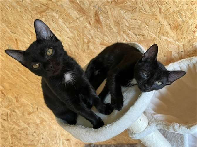 Elvis und Betty. Fotos: privat