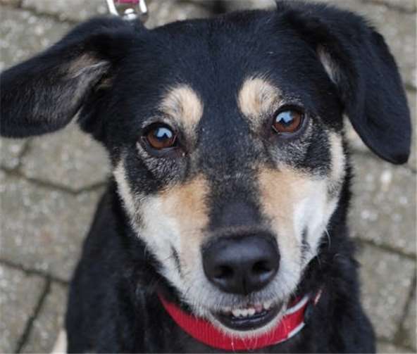 Emily sucht nun ein liebevolles Zuhause.Tierheim Mayen