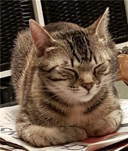 Emma am schlafen.  Foto: privat