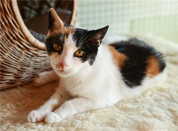 Emma (ca. 20 Jahre) hatte vor einiger Zeit noch eine Besitzerin. Fotos: privat