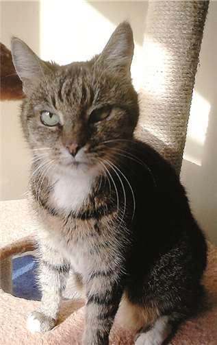 Emma wäre als Wohnungskatze zufrieden. privat