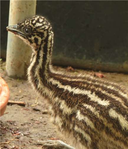 Emus kommen ursprünglich aus Australien, im Februar ist dort Spätsommer Fotos: privat