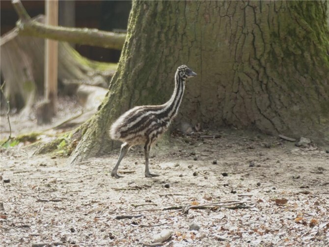 Emus stammen ursprünglich aus Australien und gehören zu den Laufvögeln.