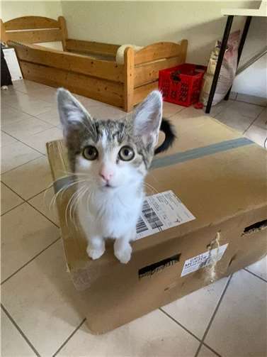 Enni. Fotos: Katzenschutzverein