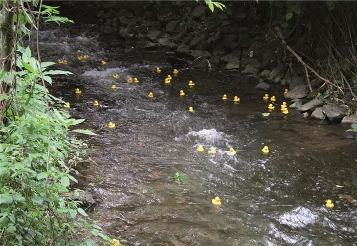 Entenrennen: Durch die Stromschnellen des Brohlbachs nähert sich die Spitzengruppe dem Rhein. TER
