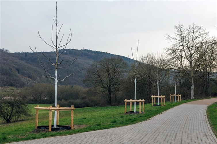 Entlang des Moseluferwegs in Güls wurden erste Standorte für Erinnerungsbäume geschaffen, die künftig Raum für persönliche Anlässe und gemeinschaftliches Gedenken bieten.