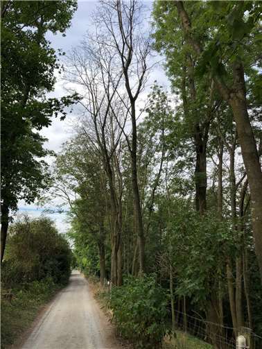Entlang des Rheinsteigs in Ehrenbreitstein müssen abgestorbene Bäume gefällt werden. Der Wanderweg wurde deshalb gesperrt. Fotos: Stadt Koblenz