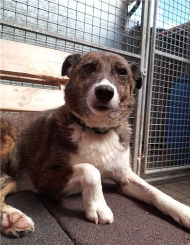 Eos - mittendrin, statt nur dabei.Fotos: Tierheim Ransbach-Baumbach