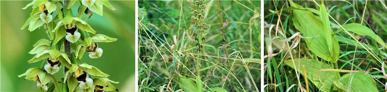 Epipactis helleborine, Sumpfwurz, Breitblättriger Stendelwurz, Sevenich.  Gavin Grosvenor, BUND