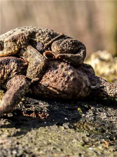 Erdkröten werden abends aktiv. Copyright:Kathy Büscher,NABU Rinteln