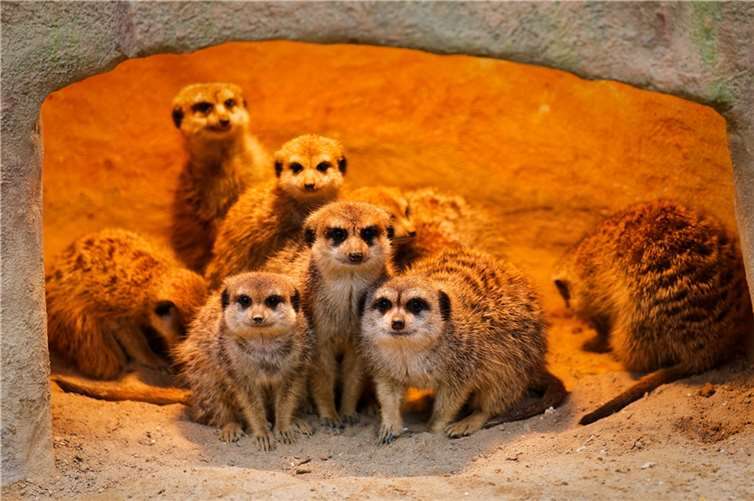 Erdmännchen.  Foto: Danilo Gänsch