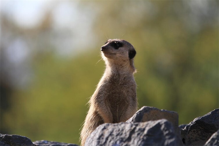 Erdmännchen richten sich häufig auf, um ihre Umgebung zu überblicken und nach Feinden Ausschau zu halten. Dabei nutzen sie manchmal erhöhte Stellen wie Felsen, um eine bessere Sicht auf ihre Umgebung zu haben.