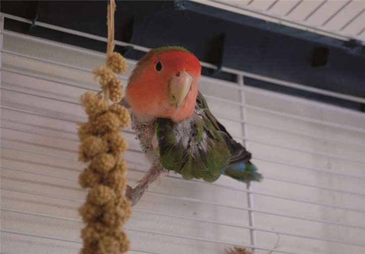 Erfahren sollte der neue Besitzer von Rosi sein.