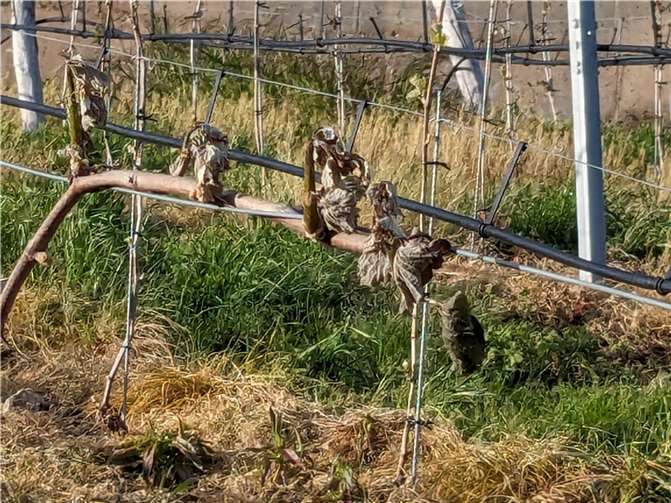 Erfrorener Austrieb an einem Weinstock. Foto: ks