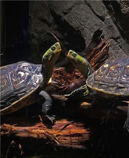Erleben sie die Themenwelt „Abenteuer Schildkröte“ im SEA LIVE Königswinter. SEA LIFE