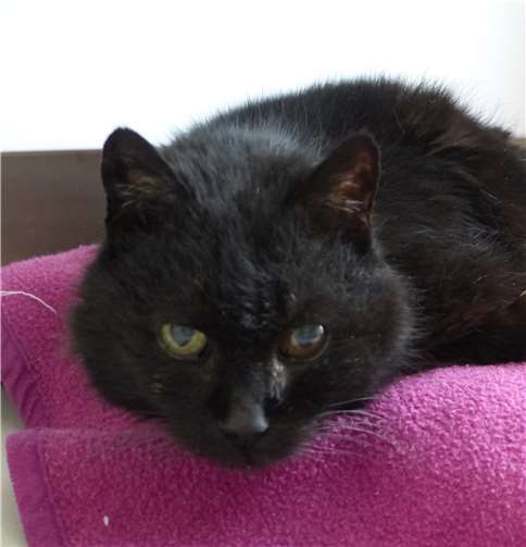 Erna ist offenbar eine etwas betagtere Dame.  Tierheim Andernach