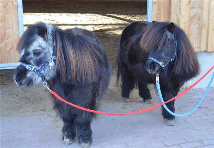 Ernie und Bert sind zwei zauberhafte Shetland-Ponys.Tierschutz Siebengebirge
