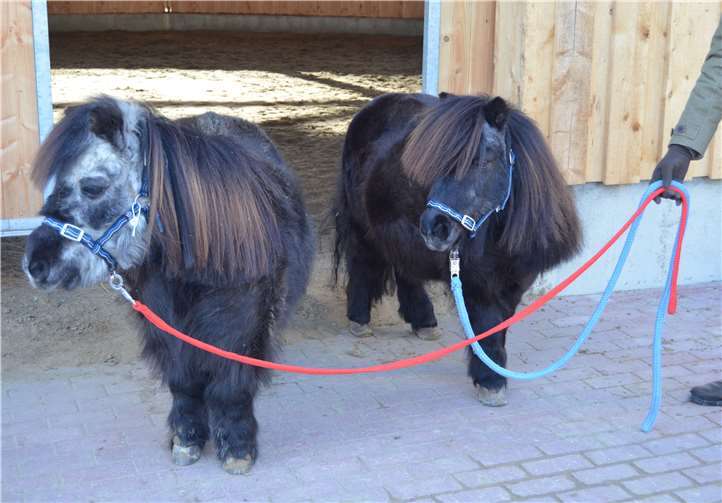 Ernie und Bert sind zwei zauberhafte Shetland-Ponys. Tierschutz Siebengebirge