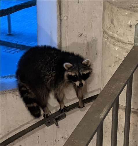 Erschöpft und verletzt verkroch sich der Waschbär zunächst und lieferte der Feuerwehr dann doch noch eine kleine Verfolgungsjagd.