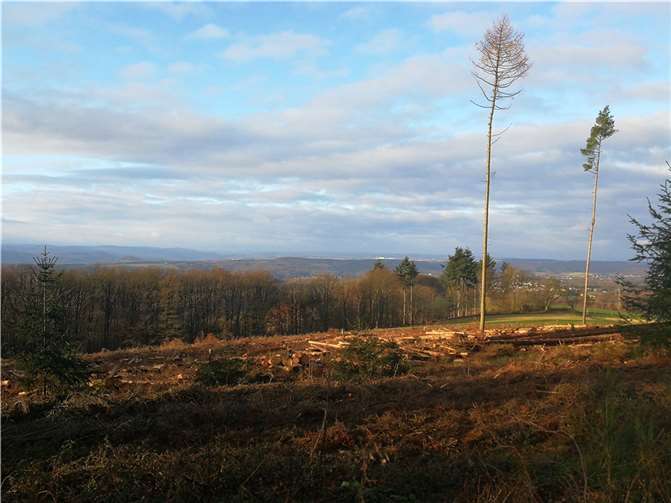 Erst die Trockenheit seit 2018 und dann der Borkenkäfer und auch die großen Stürme sorgten für immense Kalamitätsflächen im ehemaligen Nadelholzbestand im ganzen Land.
