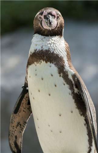 Erwachsener Humboldtpinguin.