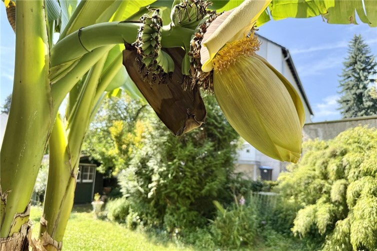 Es blüht eine Bananenpflanze am Rhein