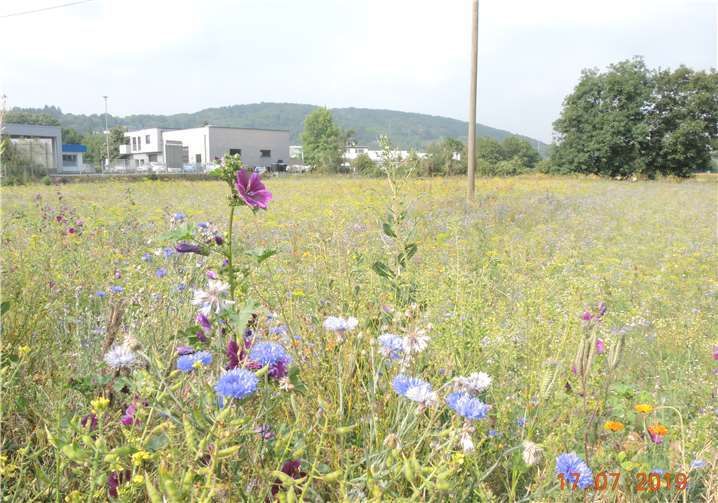 Es blüht rund um Sinzig und daran erfreuen sich nicht nur die Insekten, sondern auch die Bewohner und Gäste von Sinzig. Foto: privat