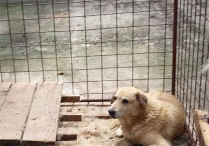 Es gibt immer noch Hunde, die auf eiinen trockenen Schlafplatz warten.