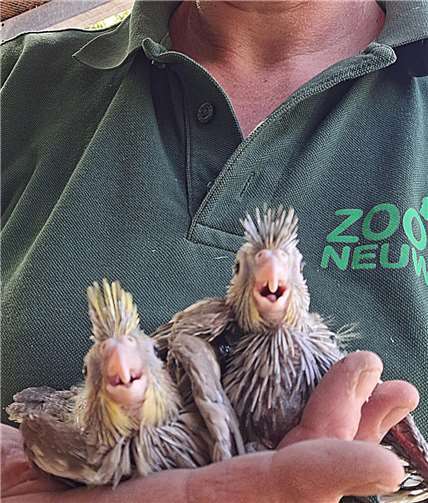 Es gibt viele Küken in der neuen Australien-Voliere im Zoo Neuwied. Foto: Martina Hartung.