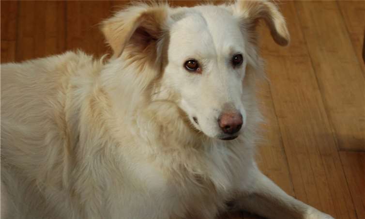 Es gibt viele Tiere, die in Käfigen zusammengepfercht auf den Tod warten. privat