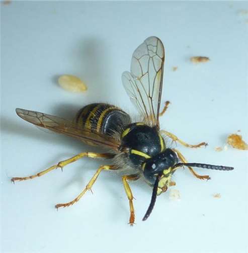 Es handelt sich um die sog. Sächsische Wespe. Diese Art verfliegt sich recht häufig in Häuser, möchte dort aber nichts Süßes. Sie ist nicht aggressiv, baut nur kleine Nester und unterscheidet sich in kleinen Details von anderen, lästigen Wespenarten. Foto: © SGD Nord