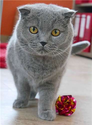 Es ist längst keine Ausnahme mehr, dass auch Rassekatzen, wie Ginny, im Tierheim landen.