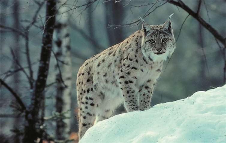 Der Luchs stand im Mittelpunkt Es ist nicht auszuschließen, dass der Luchs wieder unbemerkt in den hiesigen Wälder umherschleicht. NABU/Pollin