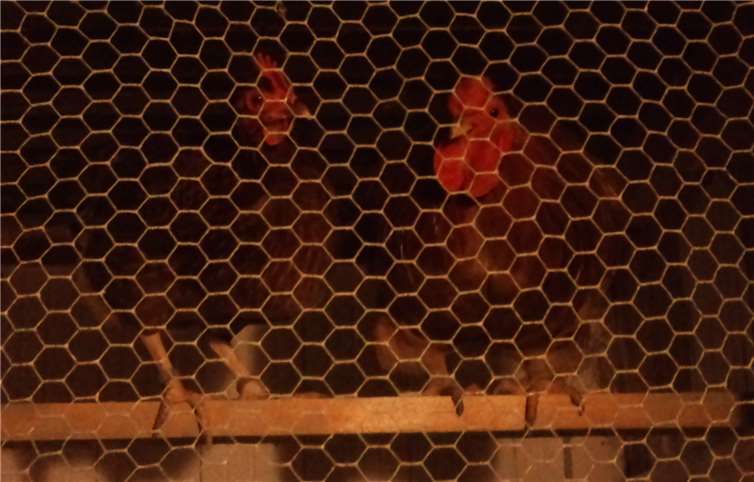 „Es ist zu Ihrer eigenen Sicherheit...“G. Sievert